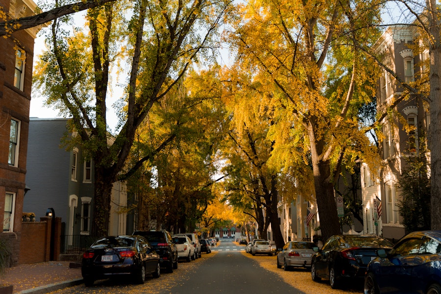Cars parked along a Georgetown street lined with tall trees in golden autumn foliage.