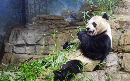 Giant panda eating bamboo at the National Zoo
